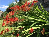 dbe0d83e-20160628 krokosmija.jpg